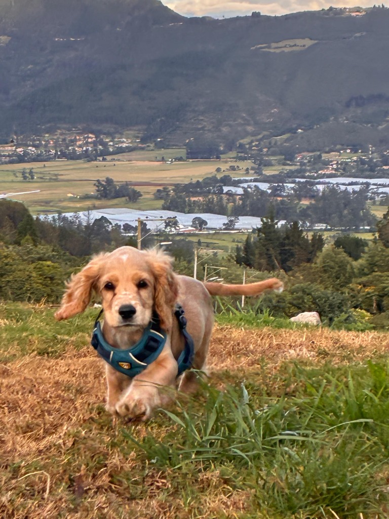 Perrito feliz corriendo