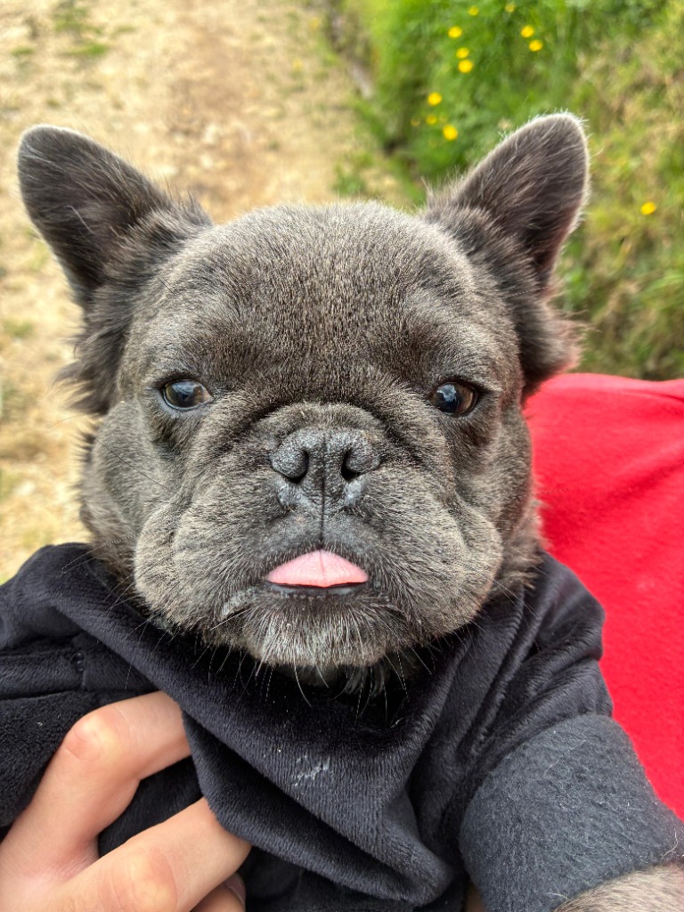 Cachorro Bulldog Francés con lengua afuera