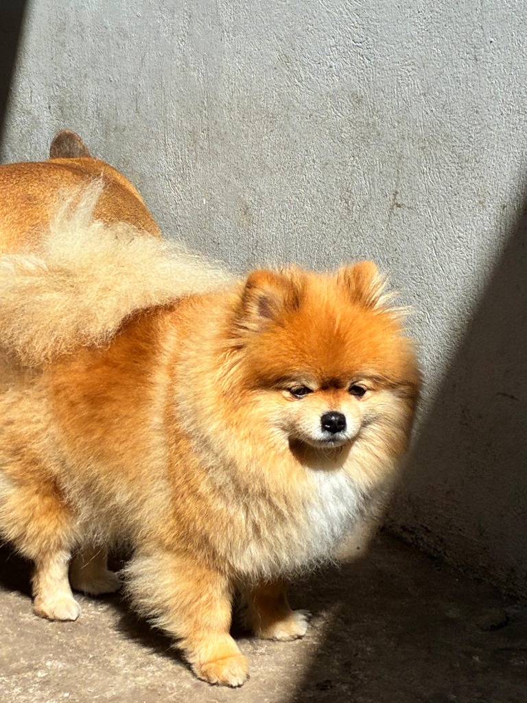 Perrito Pomerania esponjoso