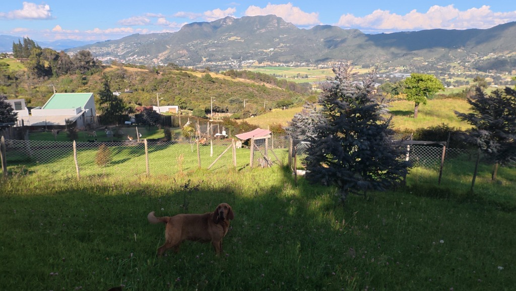 Perrito en el campo con montañas