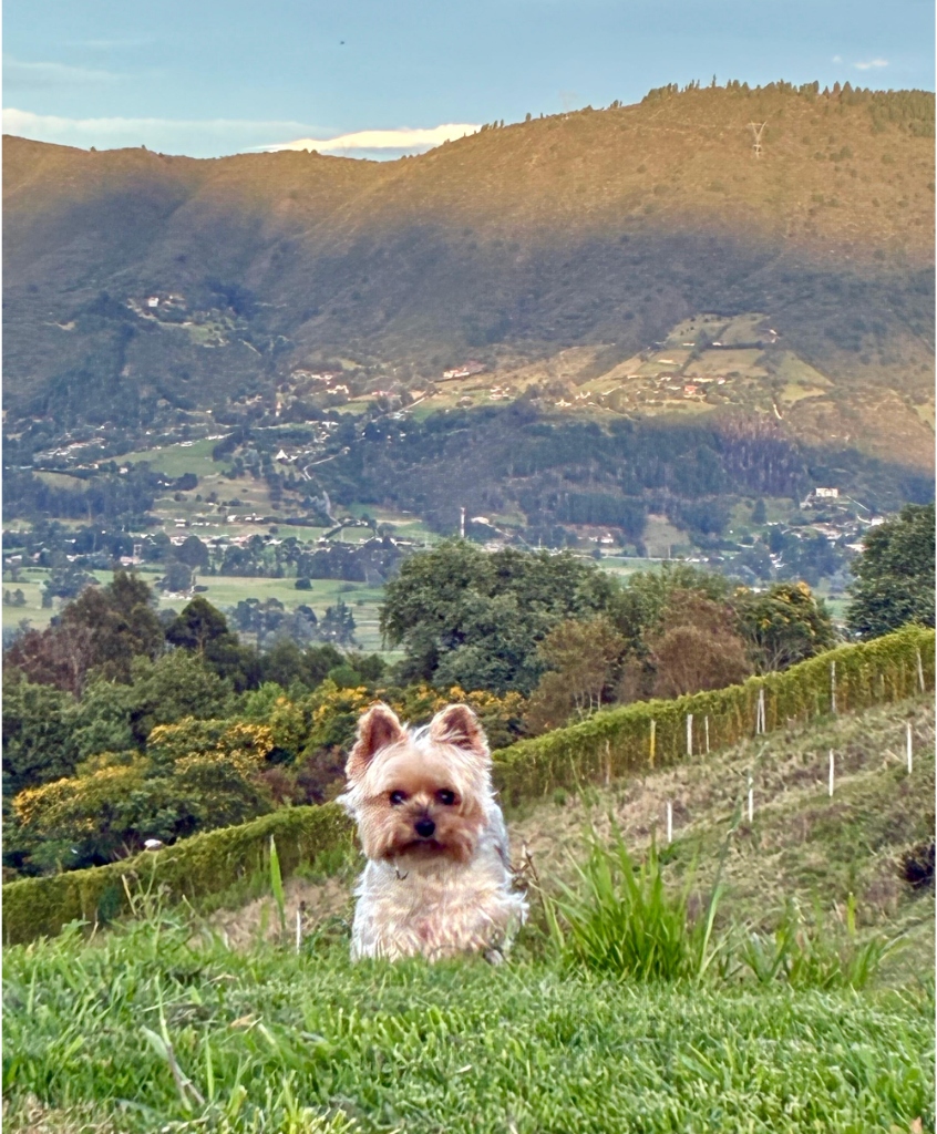 Perrito Yorkshire en el campo