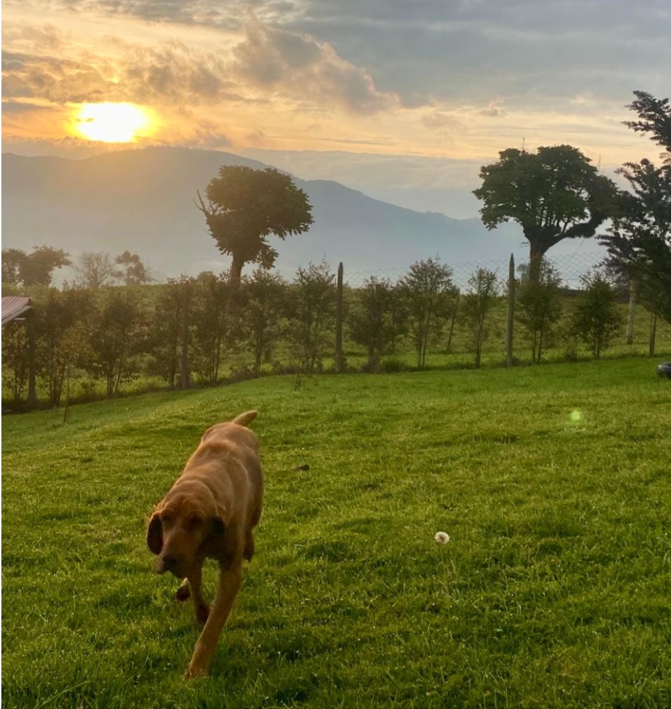 Perro corriendo en el pasto al atardecer
