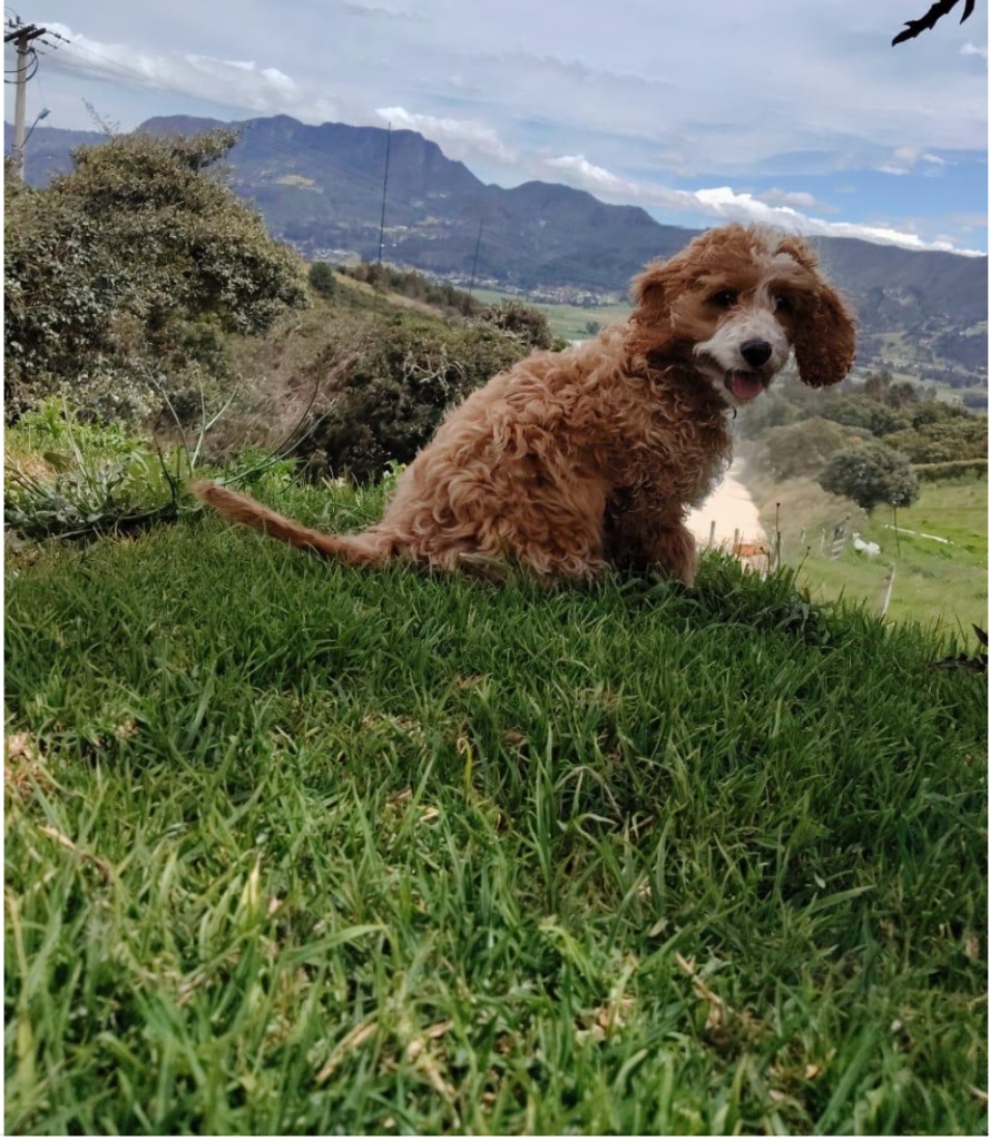 Perrito descansando en la montaña