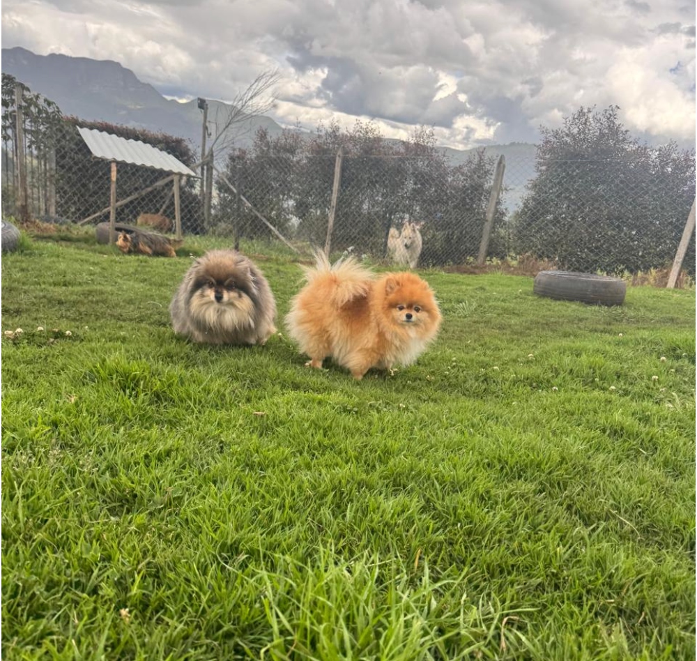 Pomeranias jugando en el jardín