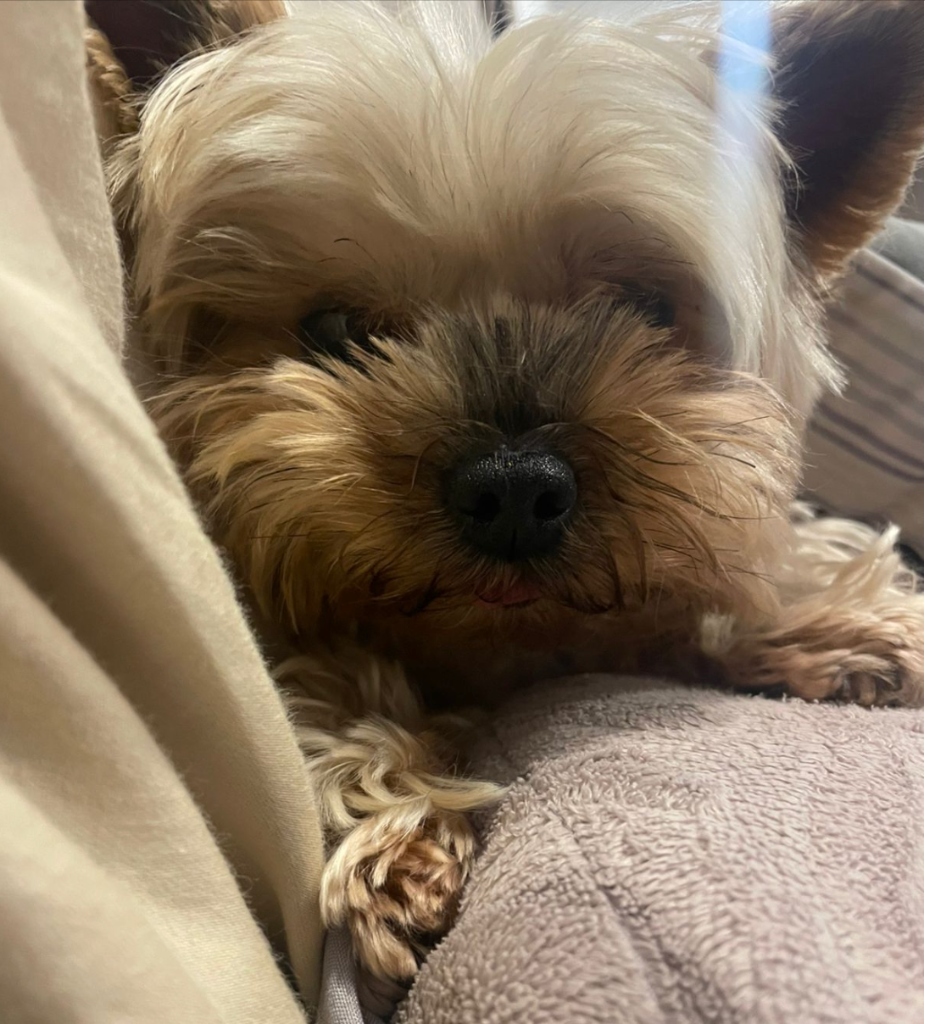 Primer plano de un Yorkshire Terrier