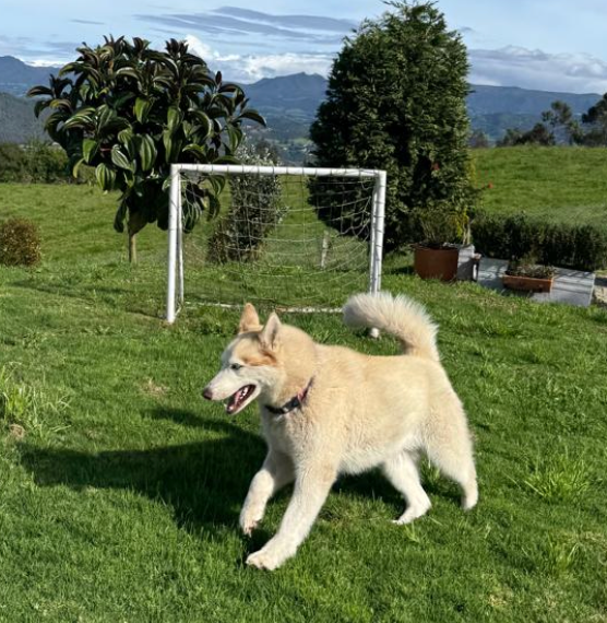 Husky corriendo libre