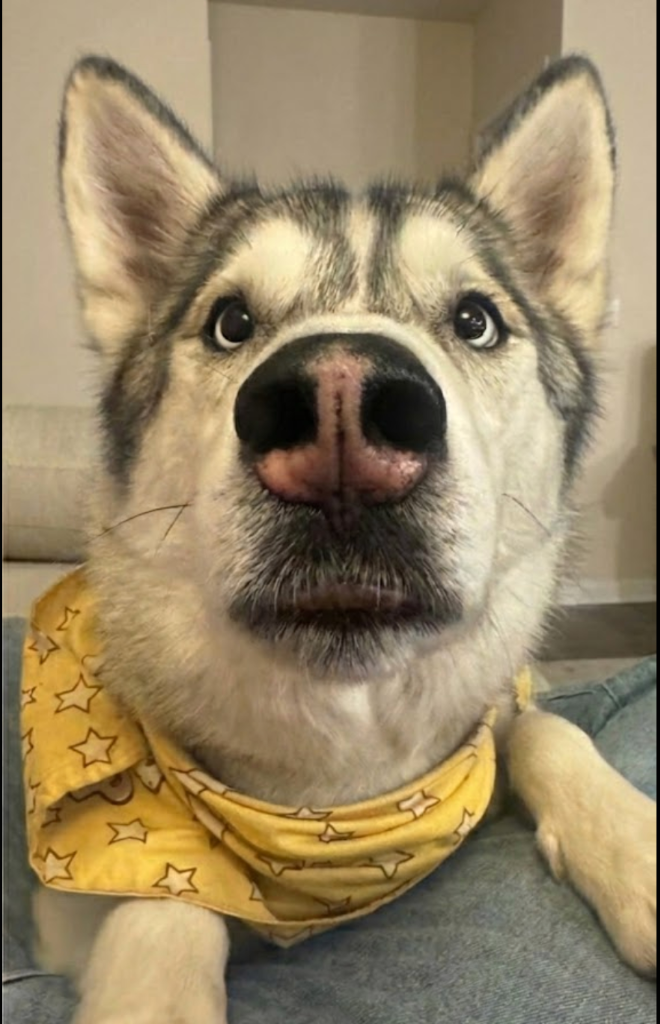 Husky Siberiano primer plano