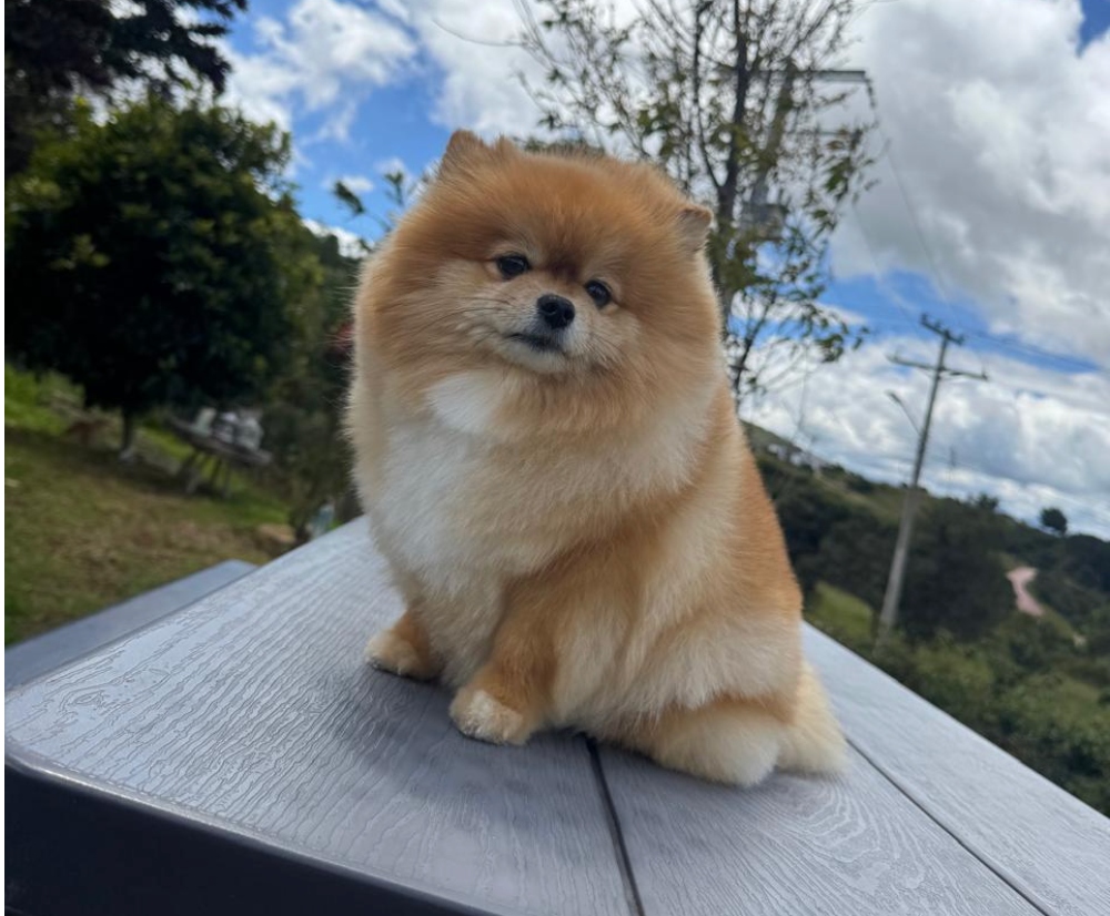 Pomerania sonriente